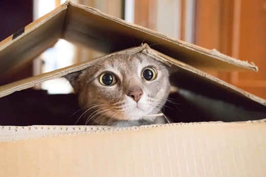 A cat playing hide and seek in a cardboard box
