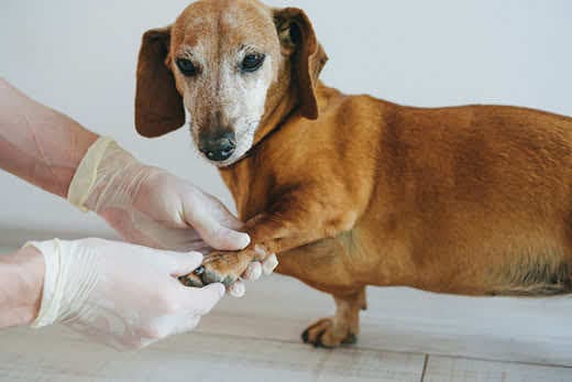 An adult dog at a veterinarian