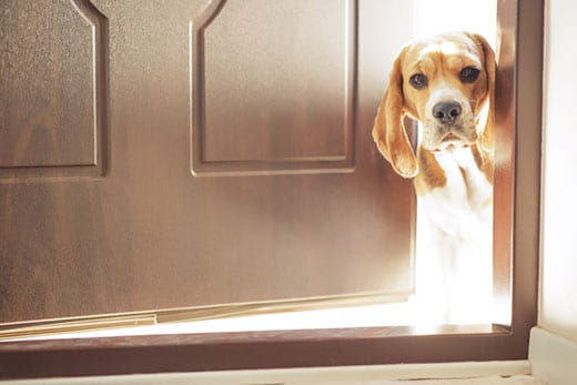 beagle-poking-head-out-door-SW Beagle poking head out of door.