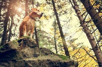 Beagle Portrait In Autumn Forest Beagle dog portrait in autumn forest .