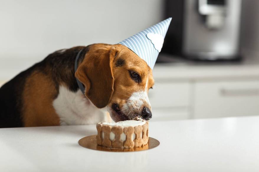 birthday-for-a-dog-of-br birthday-for-a-dog-of-br