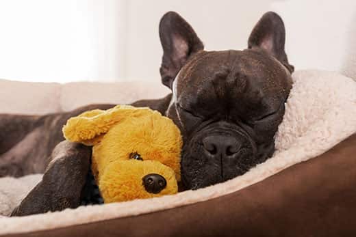 black-bulldog-snuggles-with-stuffed-dog Black dog sleeps in dog bed and snuggles with yellow stuffed dog.