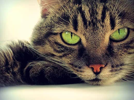 Brown tabby cat with green eyes and constricted pupils in the shape of a slit.