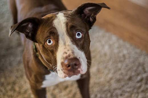 A sad brown and white dog with turquoise eyes looks up.