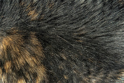 Cat hair Cat hair