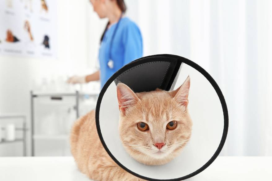 cat-in-cone-at-vet Cat at vet clinic on table with cone around head.