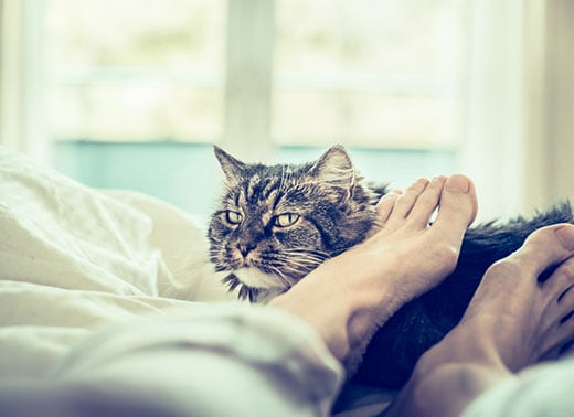 cat-laying-in-bed-next-to-humans-feet-SW Cat laying at the end of a bed next to human's feet.
