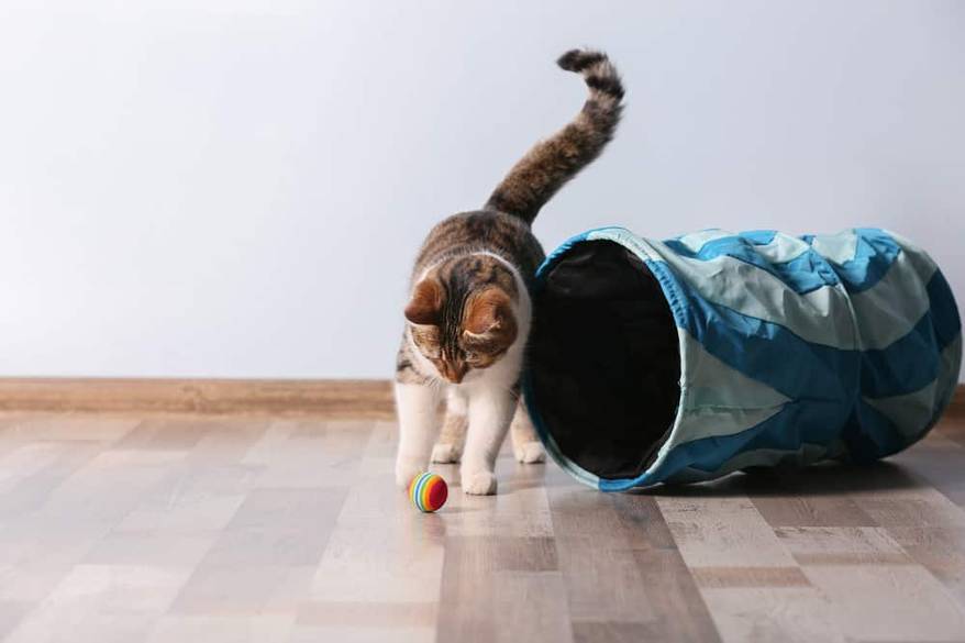 Cat pawing at a small ball outside a cat tunnel.