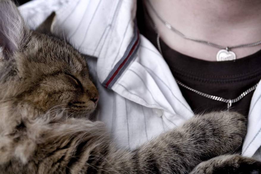 cat-snuggled-up-on-owners-chest-SW Cat snuggled up on human's chest.