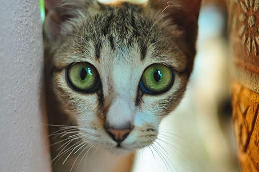 Cat peeks around a corner.