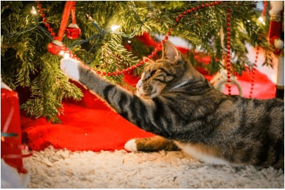 cats-and-glass-ornaments cat playing with tree ornaments