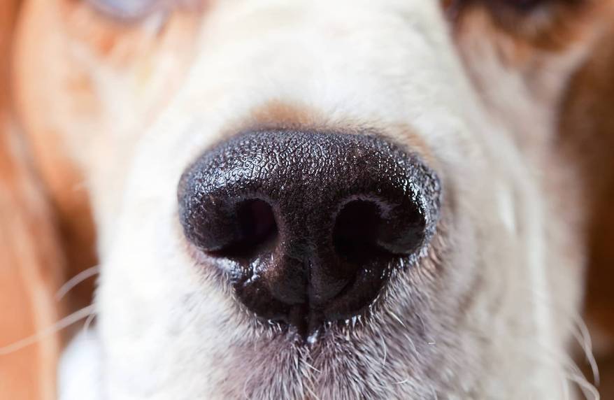 close-up-of-beagle-nose-SW Close-up of beagle nose.