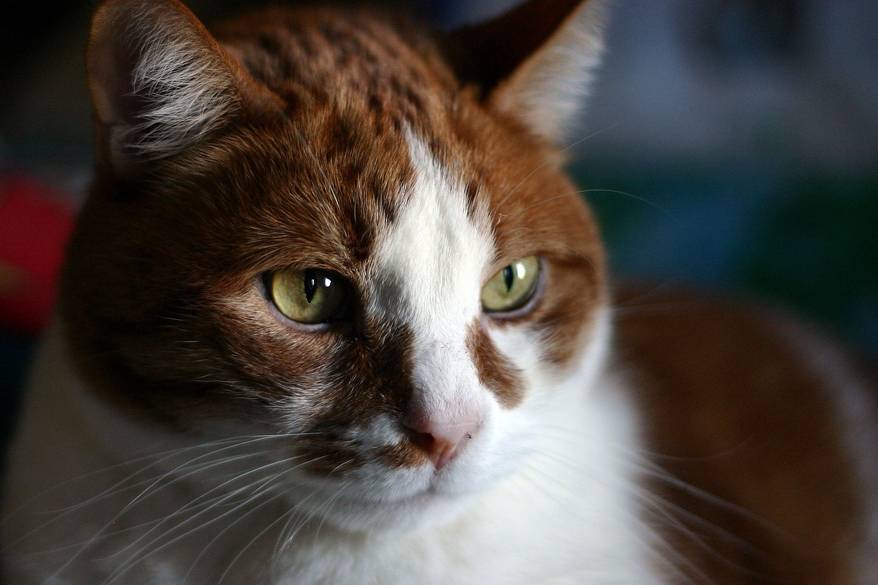 close-up-of-brown-orange-white-cat-SW Brown, orange and white cat up close