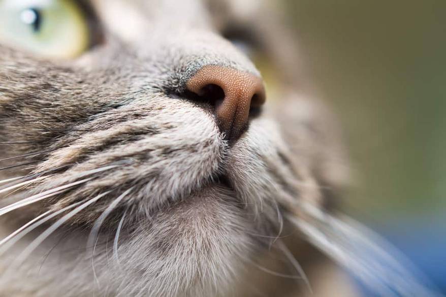 close-up-of-gray-cats-nose-SW Close-up of gray cat's nose