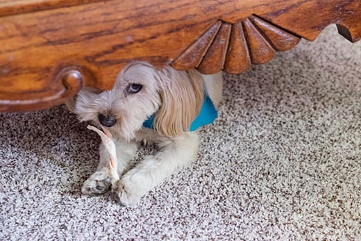 cute dog hides bone cute dog hides bone