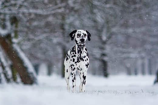 dalmatian waiting for the hunt dalmatian waiting for the hunt