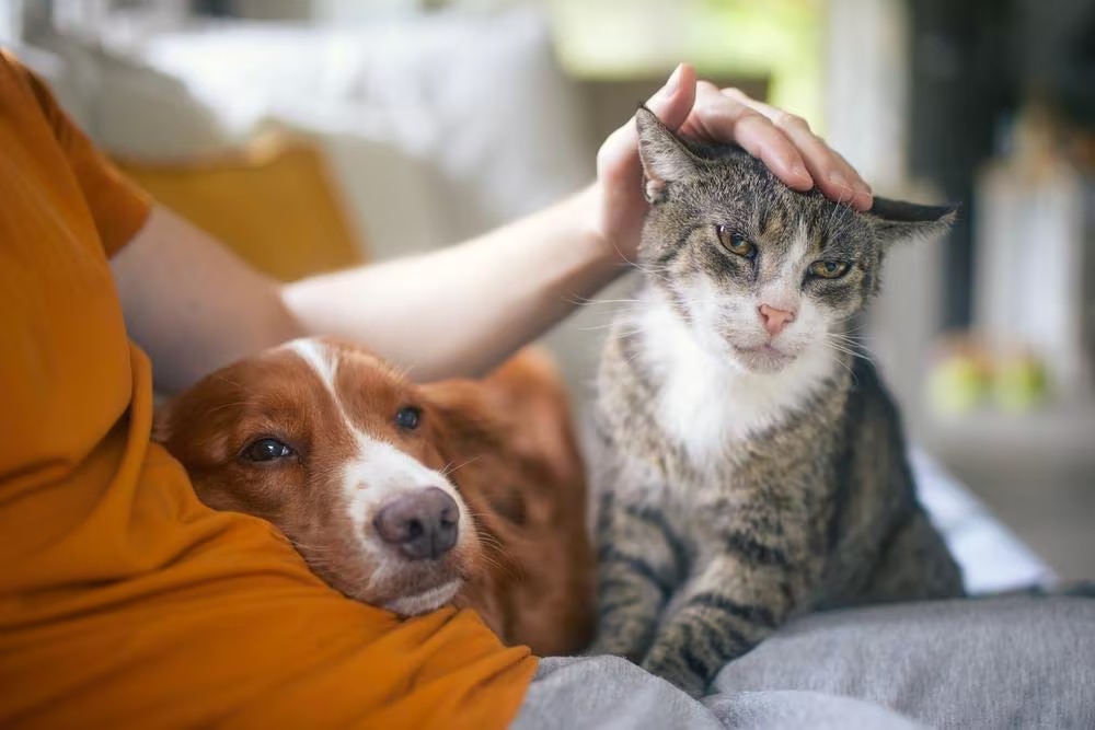 dog-and-cat-resting-in-owner-lap A dog and a cat restion in their owner lap
