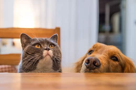 Cat nuzzling heads with a dog.