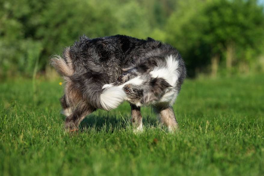 dog-catches-his-tail Gray and white long-haired dog catches his tail running in a circle.