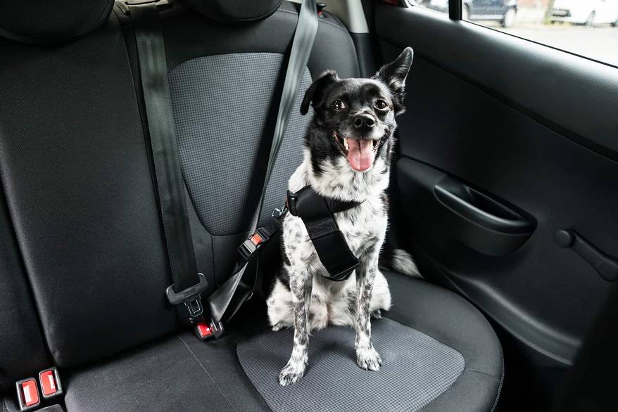 dog-in-car-wearing-seatbelt-SW Dog With Sticking Out Tongue Sitting In A Car Seat