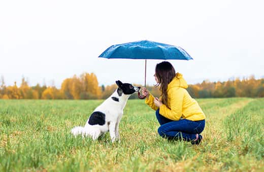 dog-sitting-in-field-under-umbrella-with-woman-SW A woman in a yellow rain coat with her dog sitting under a large umbrella in the rain.
