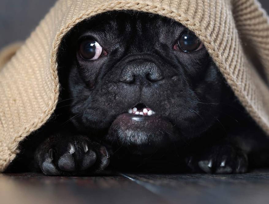 French bulldig hiding beneath a banket.