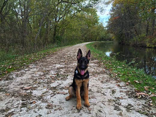 german-shepherd-puppy-sitting-on-woodsy-trail-SW German shepherd puppy sitting on woodsy trail.