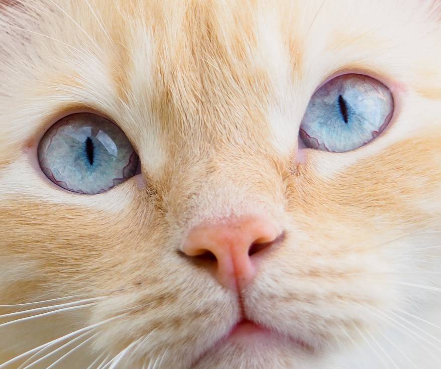 ginger-cat-with-blue-eyes-close-up Close-up of a ginger cat with big blue eyes.