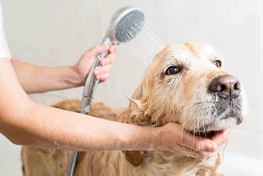 golden-retriever-getting-bathed-SW Golden retriever getting bathed.