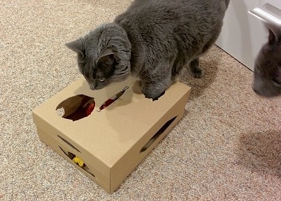 gray-cat-playing-in-shoe-box Gray cat plays with children's blocks in a shoebox with holes cut out form the top.