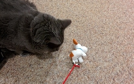 gray-cat-playing-with-stuffed-toy-attached-to-string Gray cat plays with a stuffed toy attached to string.