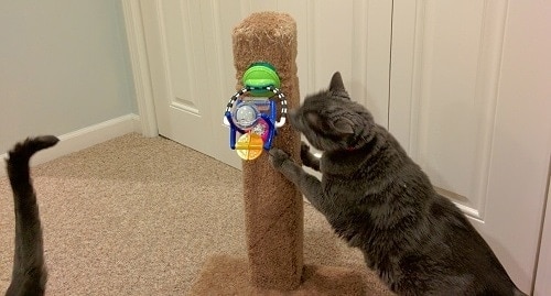 gray-cat-using-scratch-post gray cat using a cat scratching post with a child's toy attached.