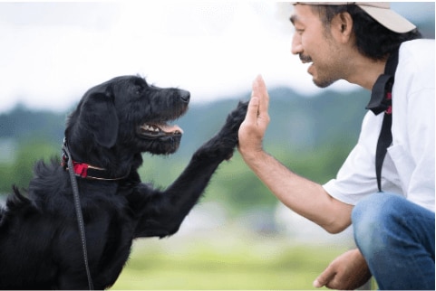 dog and owner