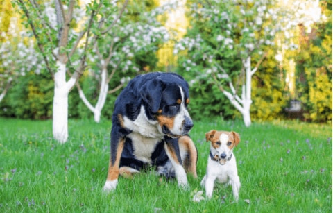 dog and owner