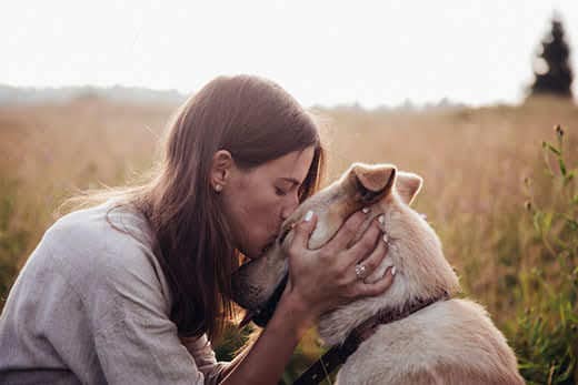 Human and a dog. Girl and her friend dog on the straw field background. Beautiful young woman relaxed and carefree enjoying a summer sunset with her lovely dog
