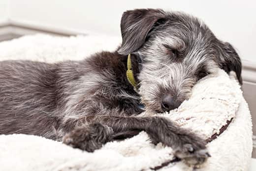 Irish wolfhound dog asleep on ivory color dog bed irish-wolfhound-puppy-asleep-SW