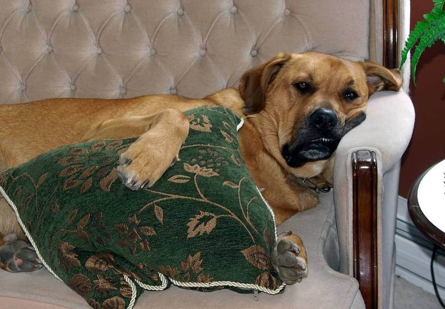 large-dog-cuddles-pillow-on-couch-SW Large dog cuddles green pillow while laying on couch