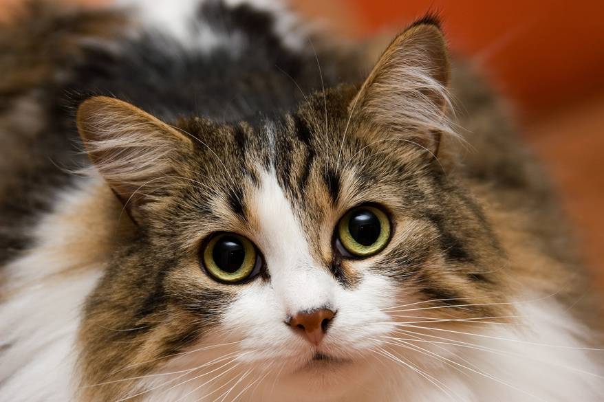 Long-haired white, brown and black cat with big yellow eyes stares forward.