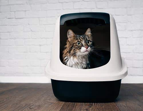 Maine coon cat sitting in a closed llitter box and looking curious sideways.