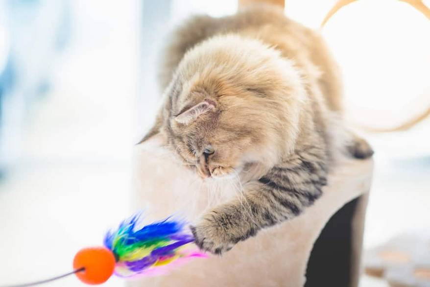 Persian cat pawing at feather toy while standing on a cat condo.