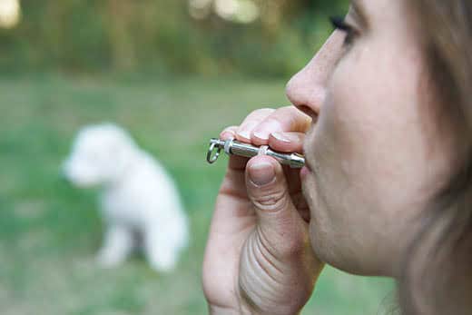 Pet Owner Training Dog Using Whistle Pet Owner Training Dog Using Whistle