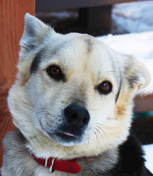 profile-pic-of-sled-dog Profile of sled dog smiling with tongue out.