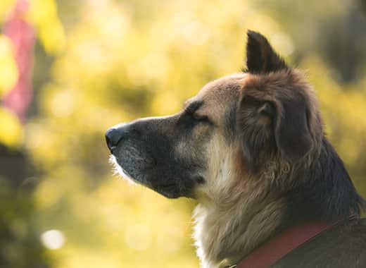shepherd-mix-with-eye-closed-SW Side portrait of a shepherd mix with eye closed sitting outdoors.