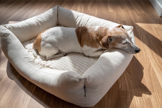 Sleeping elderly dog