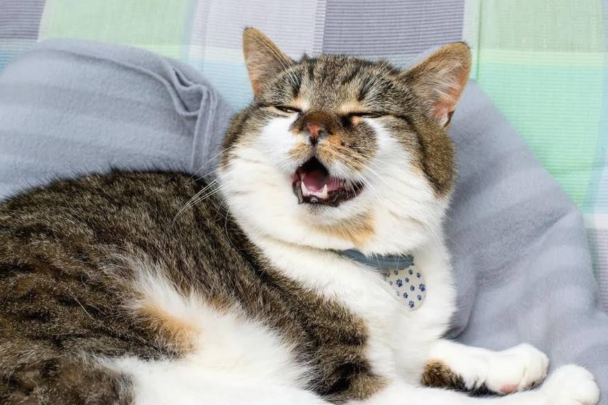 sneezing cat