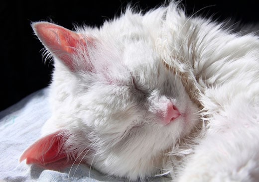 snout sleepy white cat lying on a light fabric in the rays of bright sunshine