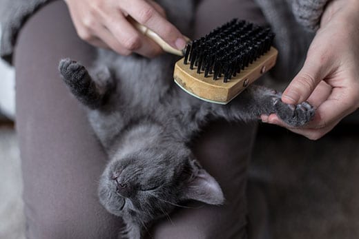 Sweet cat is brushed Sweet cat is brushed