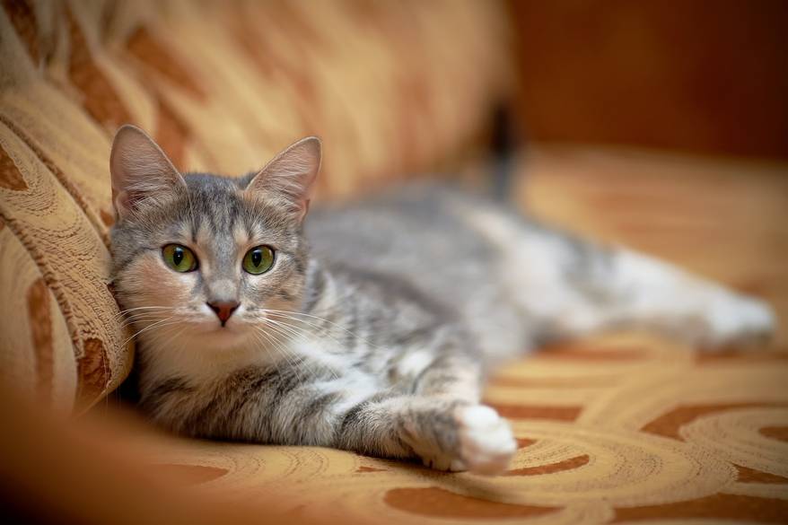 The Gray Cat With Green Eyes Lies On A Sofa. The gray cat with green eyes lies on a sofa. Gray cat with green eyes. Gray cat. Striped not purebred kitten. Small predator. Small cat.