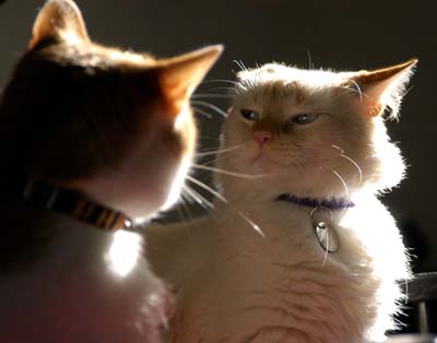 You Will Be Talking To The Paw! two cats, one mad,(some noise at full size)