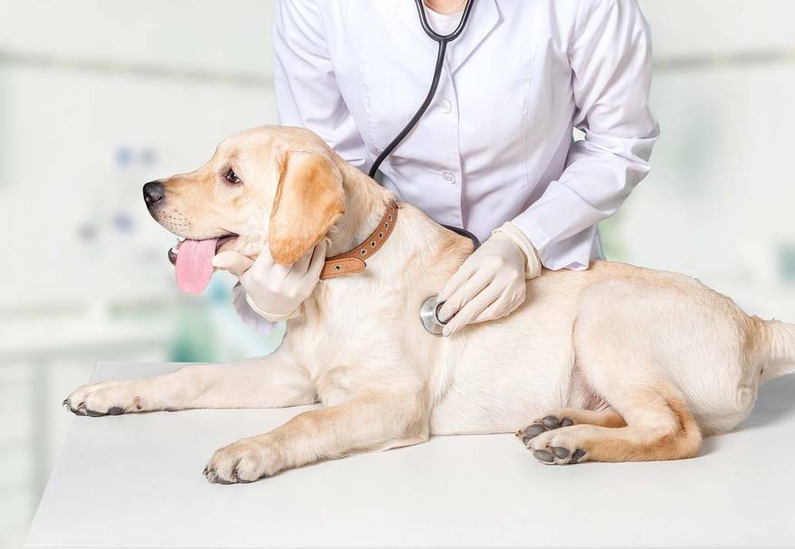 Dog. Veterinarian listens to yellow lab's internal organs on examination table.